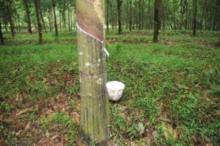 天然橡膠生膠縐片機(jī)對(duì)物料產(chǎn)生輥壓、剪切，從而使物料壓薄、表面起皺